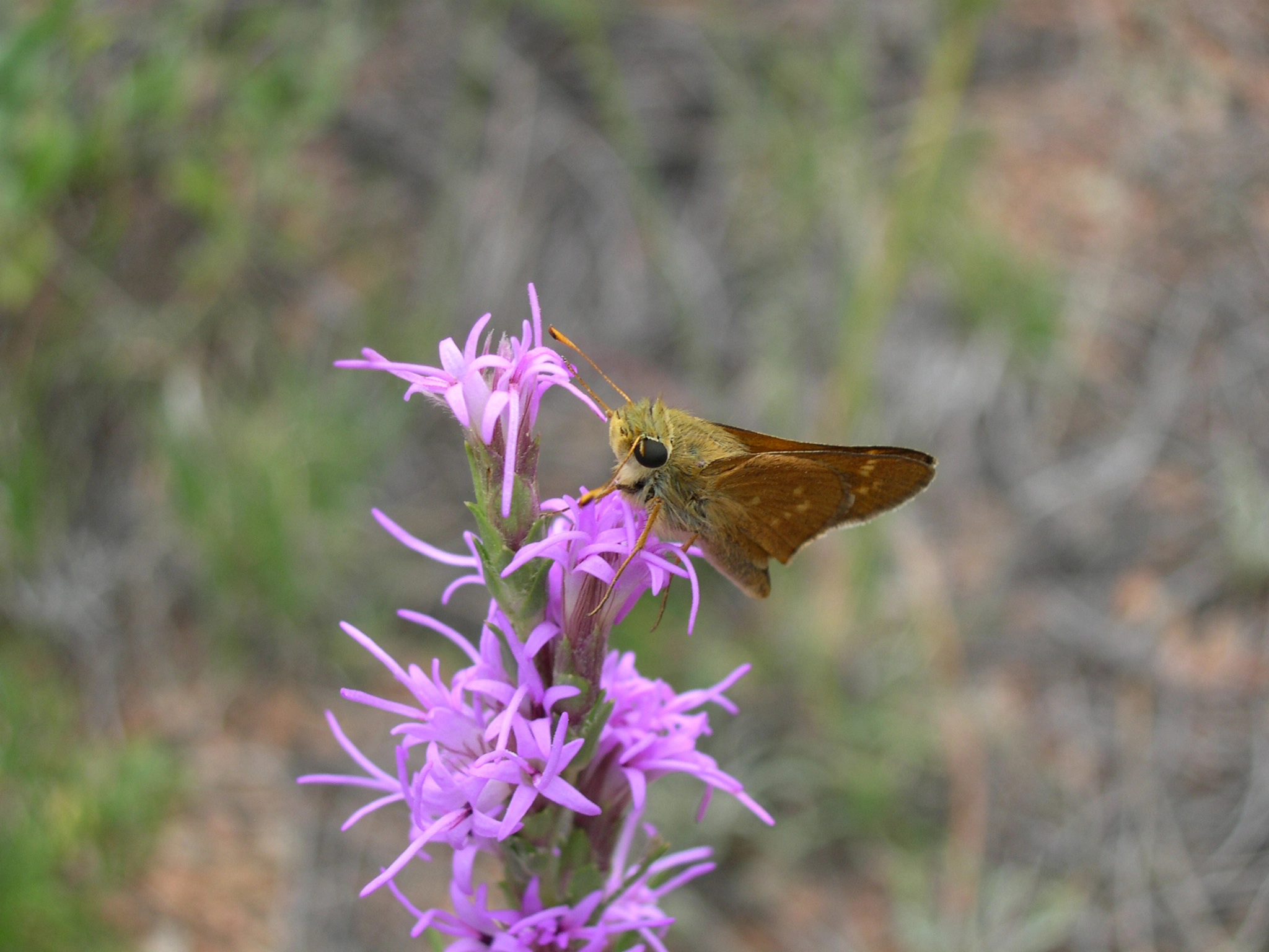 Pawnee montane skipper adult on standing penstemon flower, showing orange-brown wings with darker borders characteristic of this small Colorado endemic butterfly