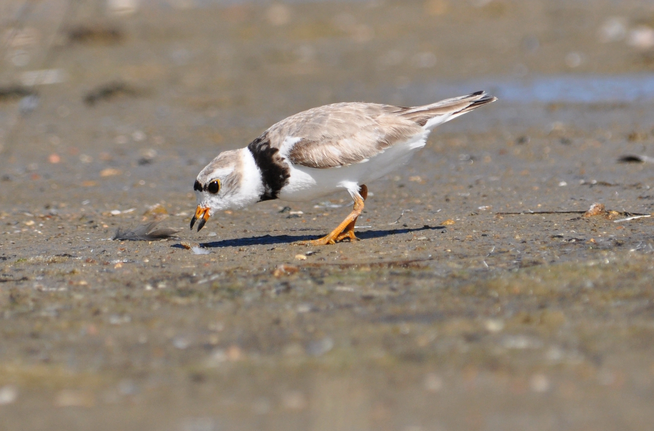 Piping plover standing on open sandy shoreline, showing pale gray-brown plumage and orange legs