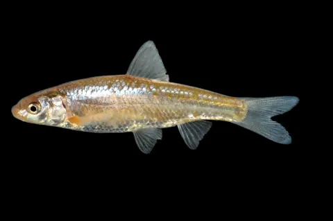 Side view of a silvery plains minnow against a black background, showing its small mouth, large eye and forked tail