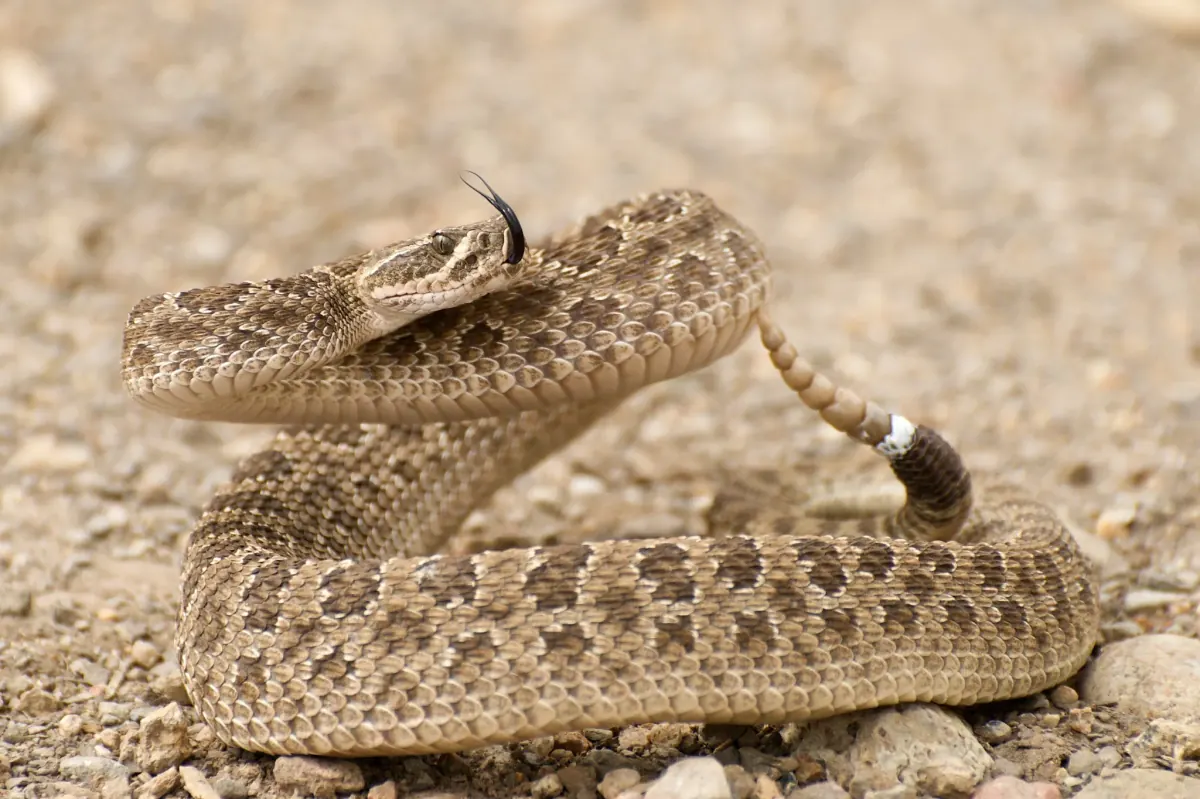 Prairie rattlesnake coiled on gravel with its head drawn back and its tail raised, rattle buzzing
