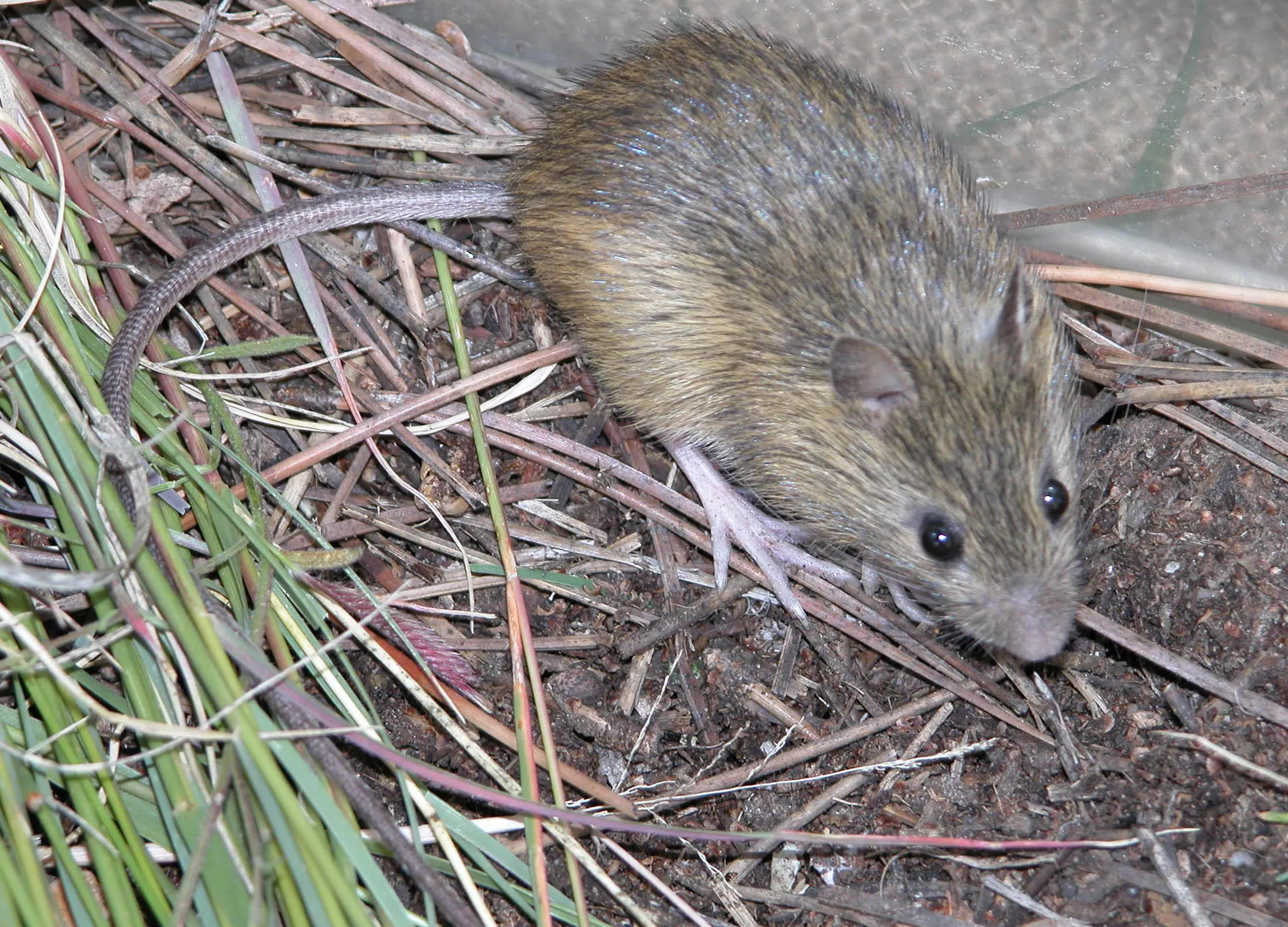 Preble's meadow jumping mouse in dense riparian vegetation along a Front Range stream corridor