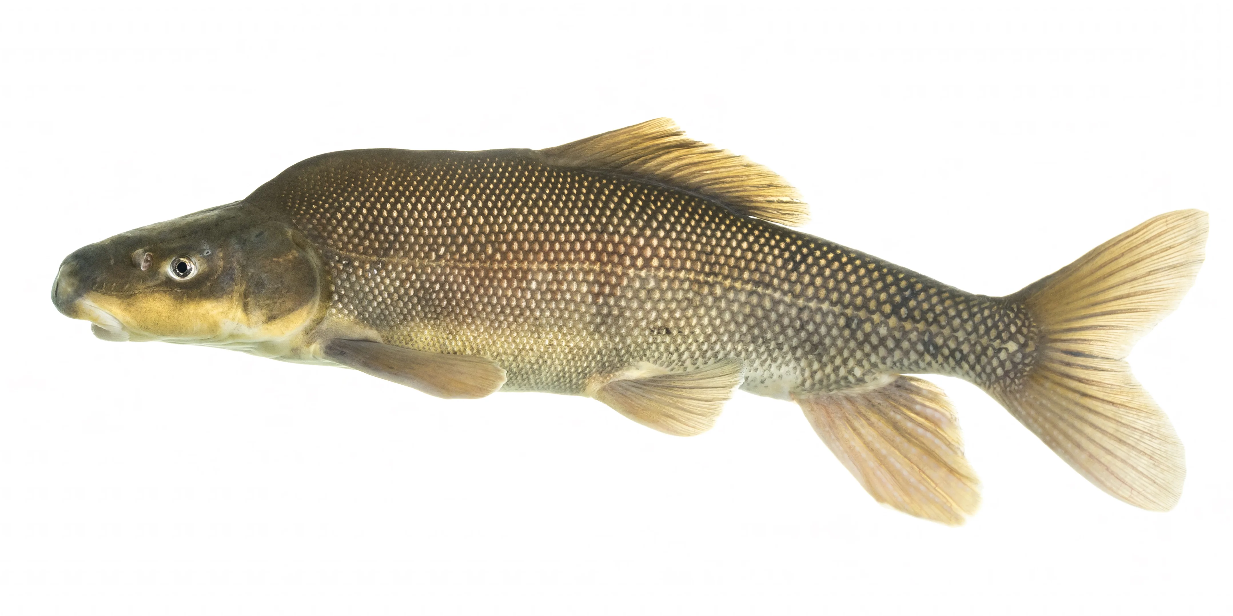 Razorback sucker showing the distinctive bony keel behind the head, dark olive-green back, and robust body shape of this large native Colorado River sucker