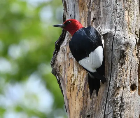 Adult red-headed woodpecker clinging to a weathered dead trunk, its solid crimson head, black back and white wing patch sharp against soft green leaves
