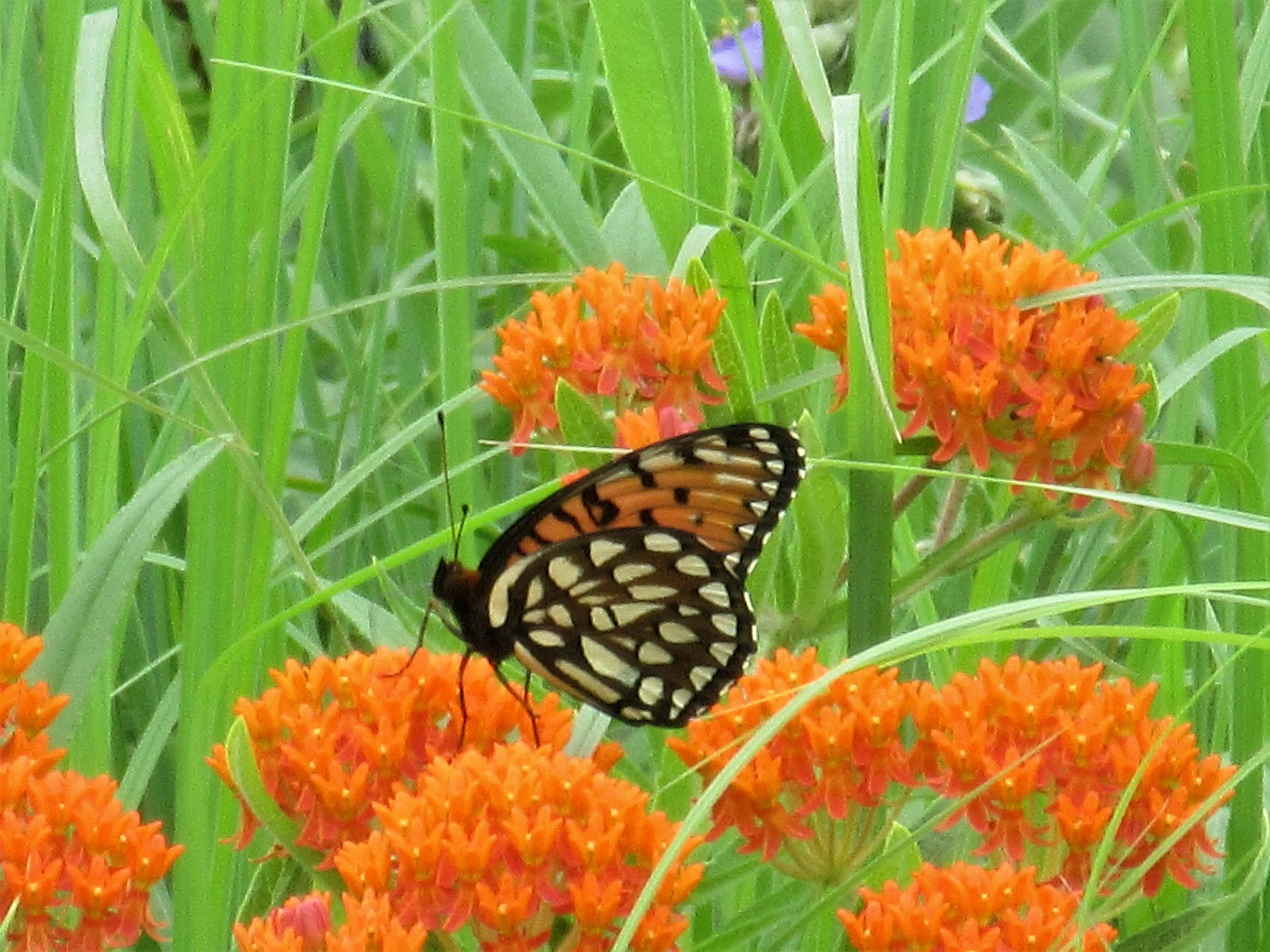 Male regal fritillary butterfly showing bright orange forewings and dark hindwings with white and blue spots, perched on a prairie flower
