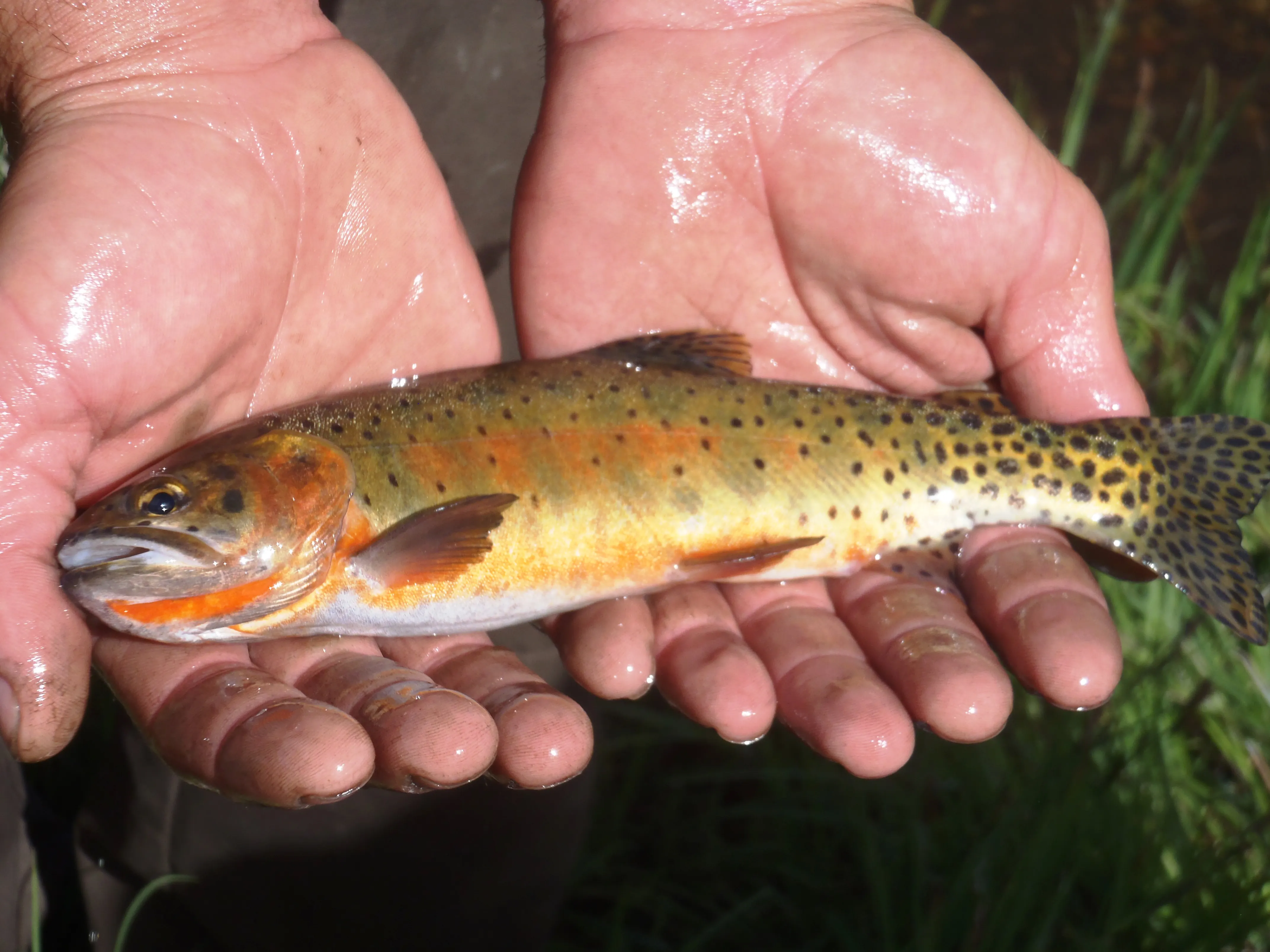 Rio Grande cutthroat trout in a clear headwater stream of the southern Rockies, showing lighter coloration, evenly distributed spots, and distinctive red cutthroat slash