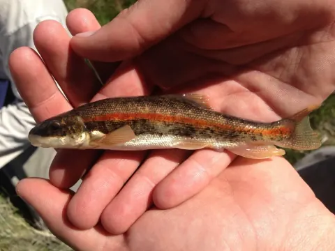 Rio Grande sucker held in cupped hands during a sampling event at Baca National Wildlife Refuge, Colorado, showing its dark back, orange-red side stripe and silvery belly