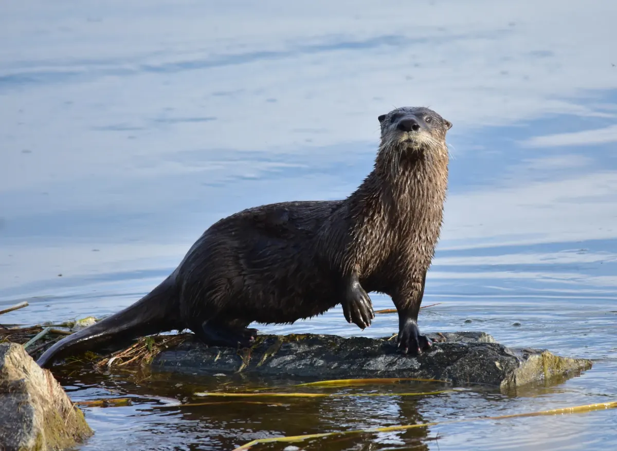 North American river otter standing on a rock at the water's edge at Seedskadee National Wildlife Refuge, Wyoming