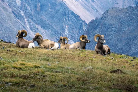Five bighorn rams with curled horns resting together on the alpine tundra, with a rocky mountain face behind them