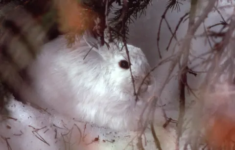 Snowshoe hare in its white winter coat resting in the snow beneath conifer branches, one dark eye visible