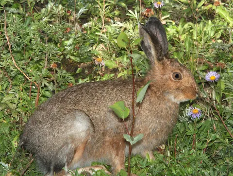 Snowshoe hare in its grayish-brown summer coat sitting among wildflowers in a Colorado meadow