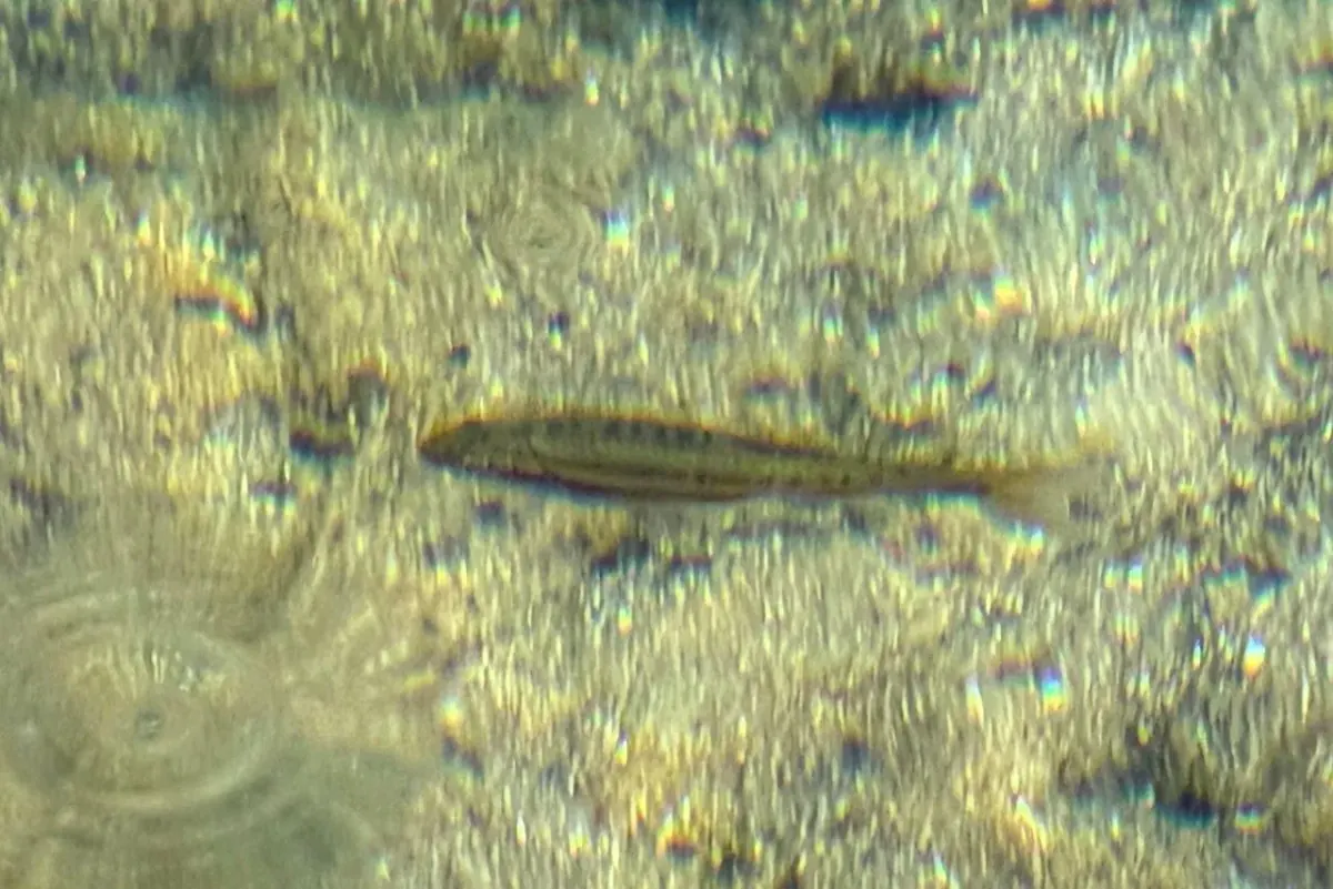 Southern redbelly dace swimming over a sunlit gravel streambed, the dark stripe along its side visible through rippling water