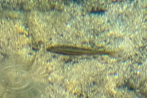 Southern redbelly dace swimming over a sunlit gravel streambed, the dark stripe along its side visible through rippling water