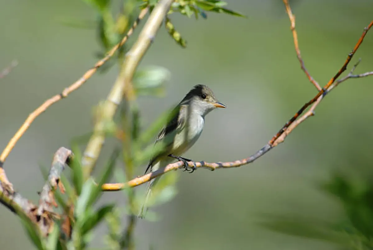 Southwestern willow flycatcher perched in dense willow thicket, showing brownish-olive plumage, pale wing bars, and upright perching posture