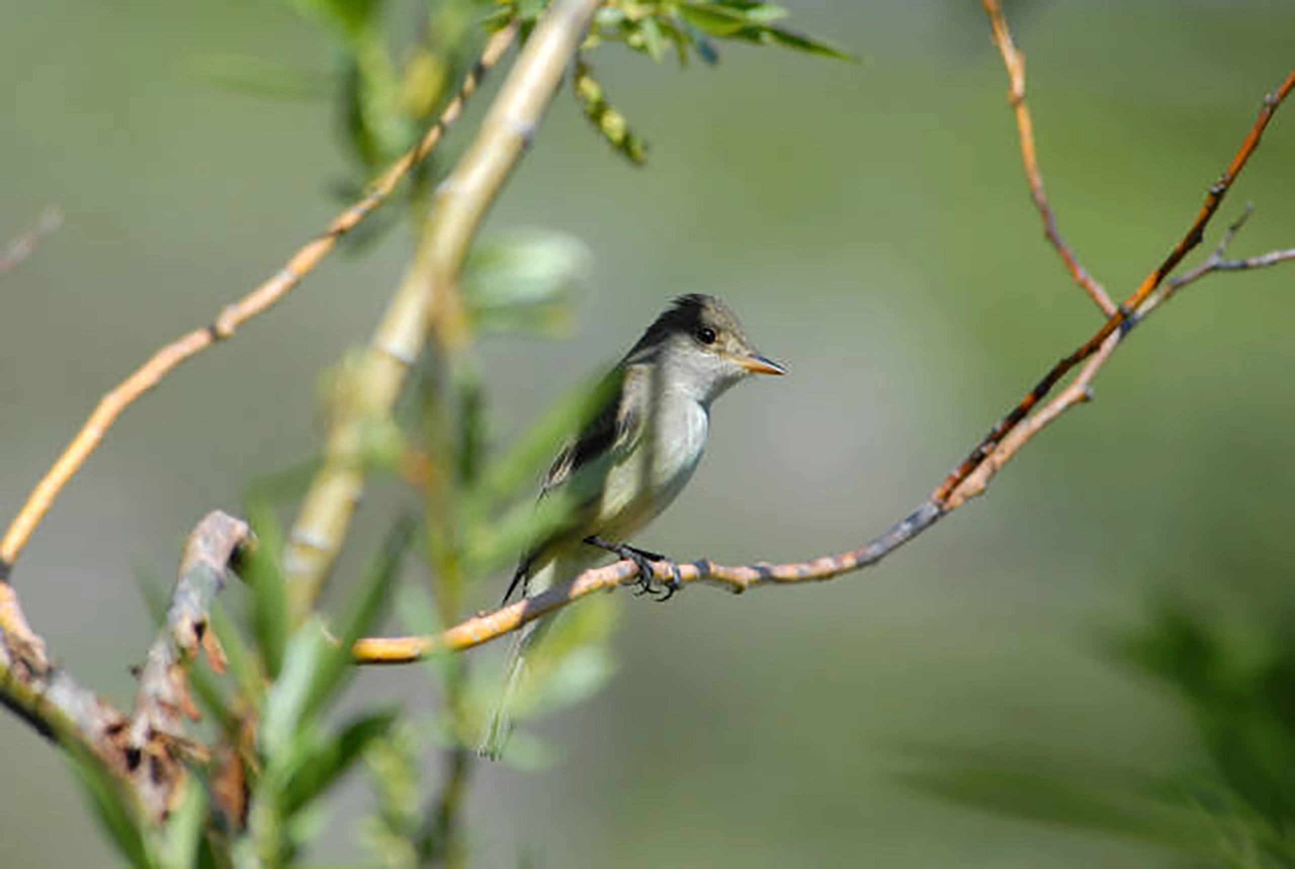 Southwestern willow flycatcher perched in dense willow thicket, showing brownish-olive plumage, pale wing bars, and upright perching posture