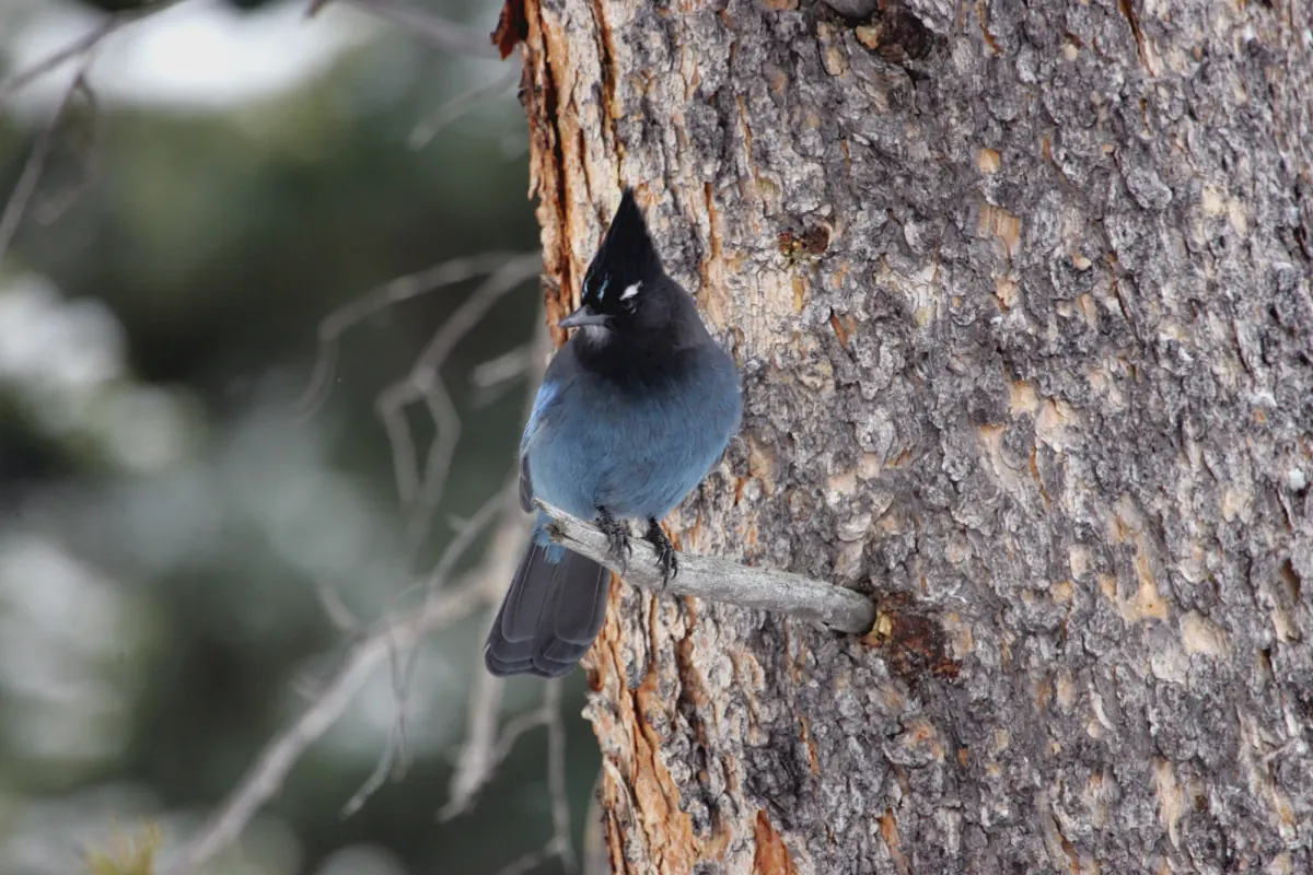 Steller's jay with a tall black crest and blue body perched on a short branch against a pine trunk