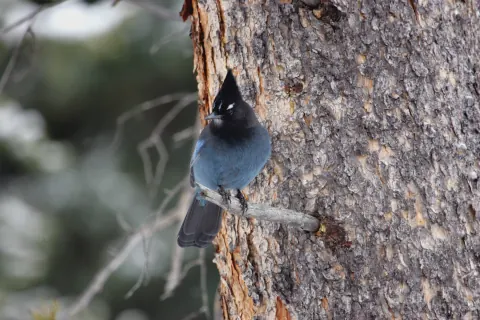 Steller's jay with a tall black crest and blue body perched on a short branch against a pine trunk