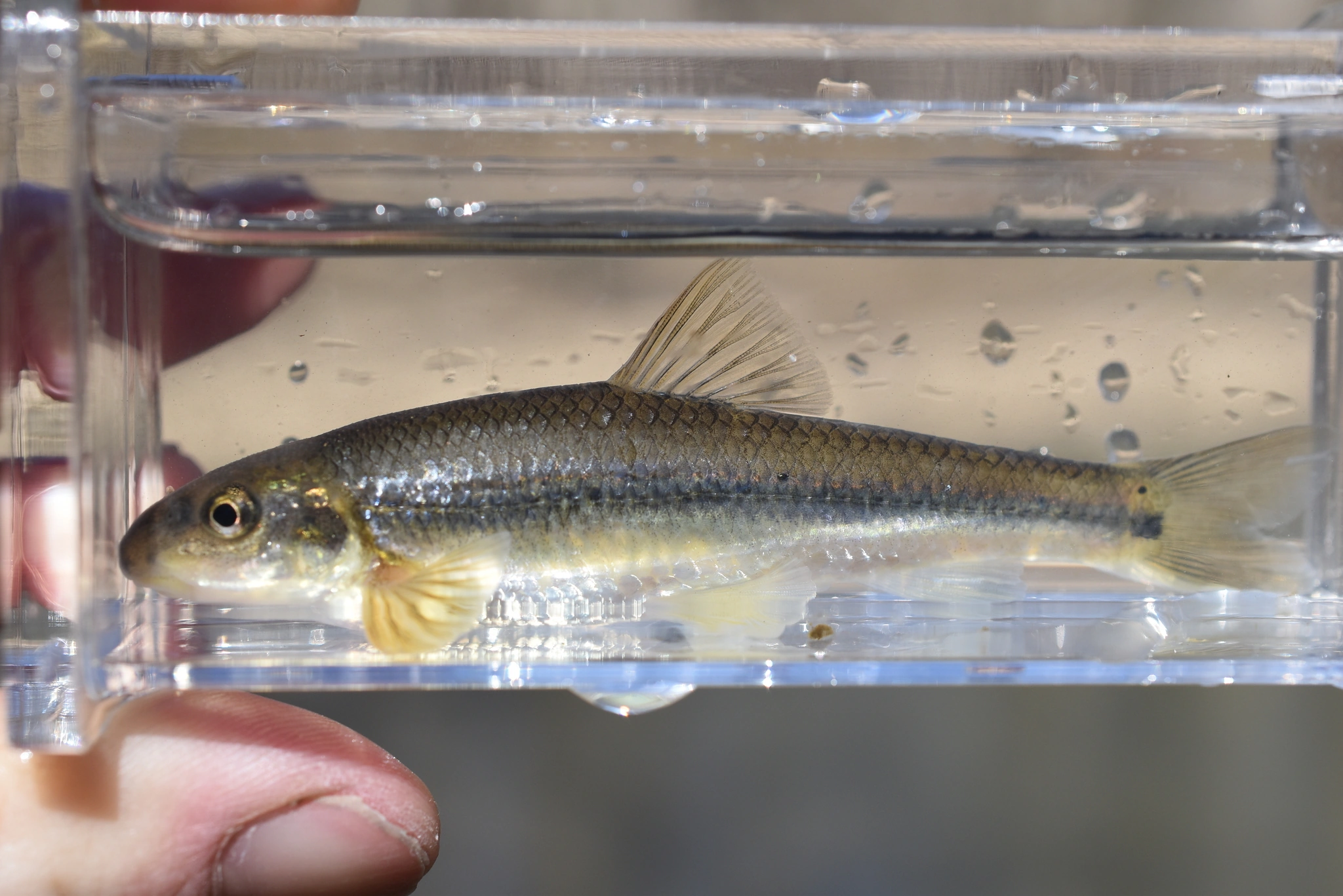 Suckermouth minnow in shallow riffle habitat showing slender body, dark lateral stripe, and distinctive spot at the base of the tail fin