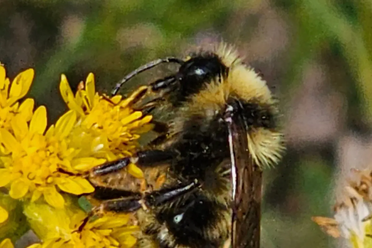 Close view of a Suckley's cuckoo bumble bee on yellow flowers, showing its dark wings and black and yellow bands