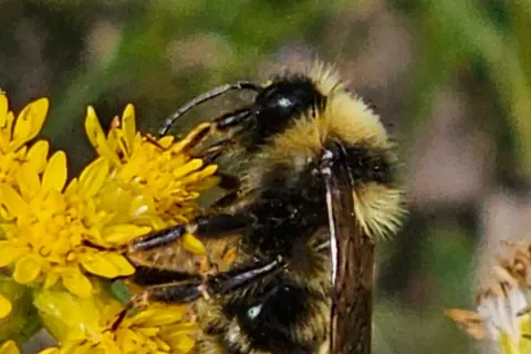 Close view of a Suckley's cuckoo bumble bee on yellow flowers, showing its dark wings and black and yellow bands