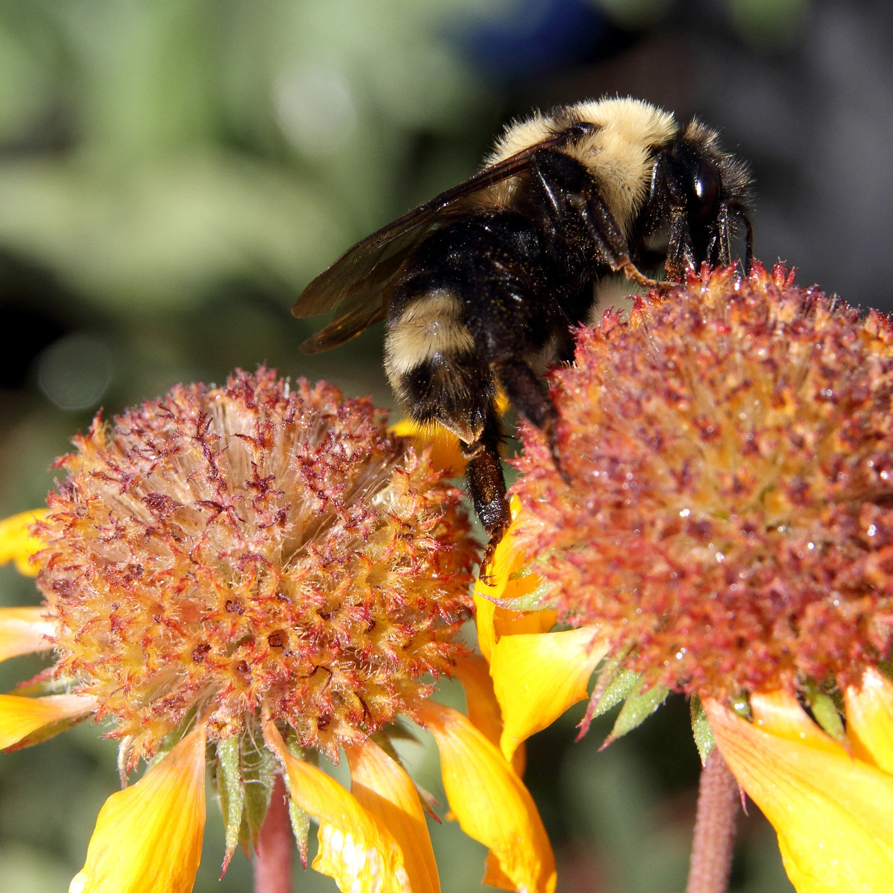 Suckley's cuckoo bumble bee on a flowering plant, showing distinctive yellow and black banding