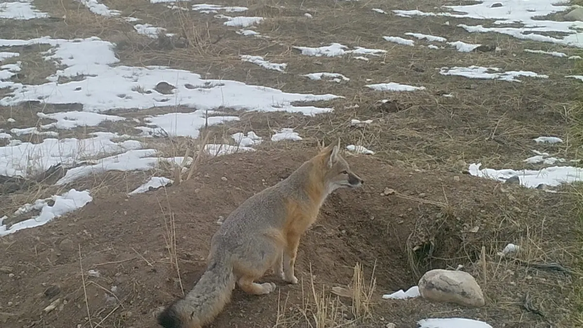 Swift fox sitting beside a burrow in snowy grassland, photographed by a trail camera in Wyoming