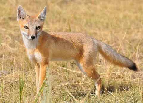 Swift fox standing in dry prairie grass, looking back at the camera, its big ears up and its black-tipped tail held out behind