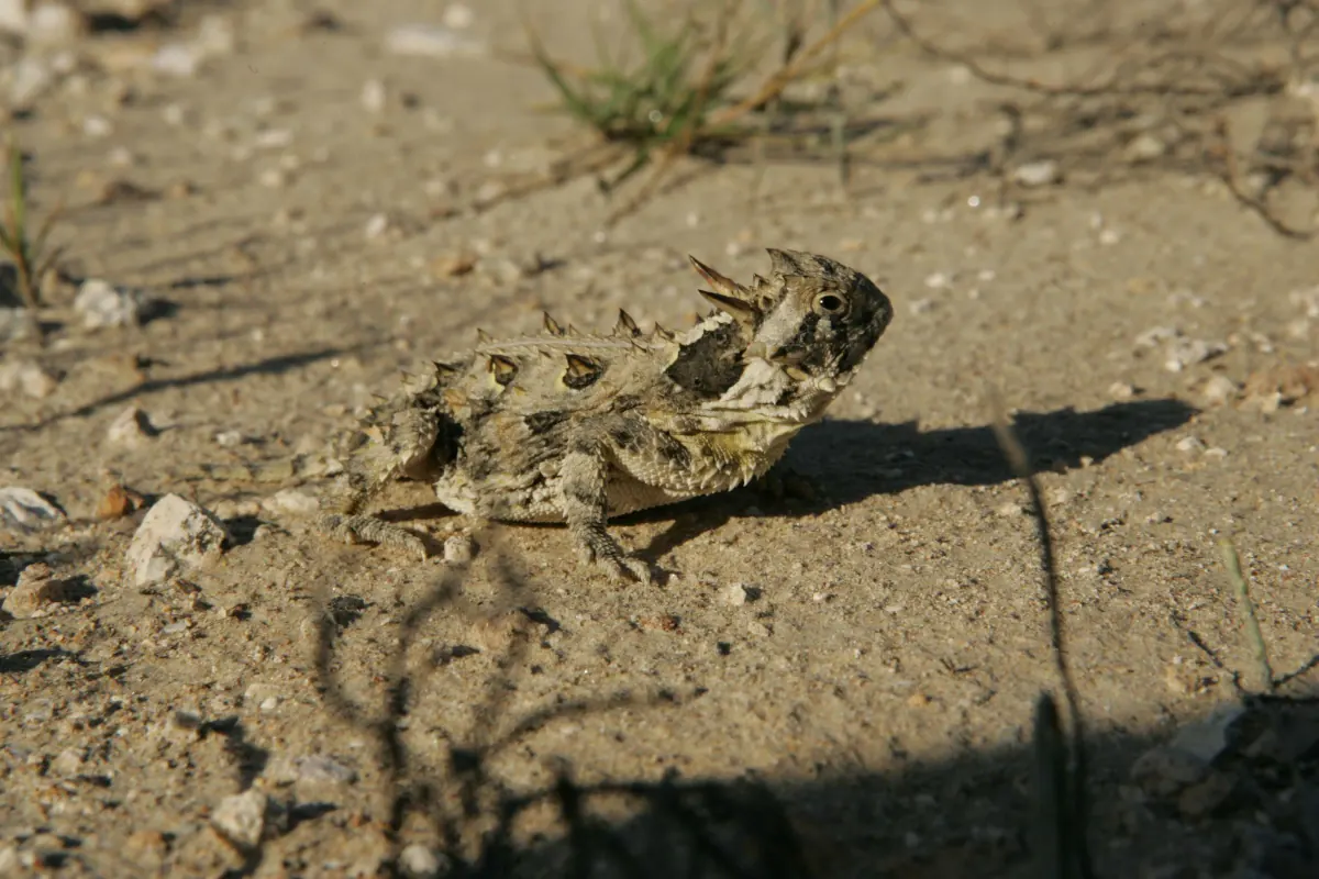 Texas horned lizard on sandy ground in bright sun, its crown of horns, spiny back and fringed sides casting a sharp shadow