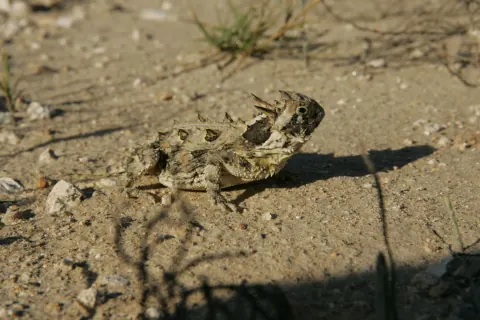 Texas horned lizard on sandy ground in bright sun, its crown of horns, spiny back and fringed sides casting a sharp shadow