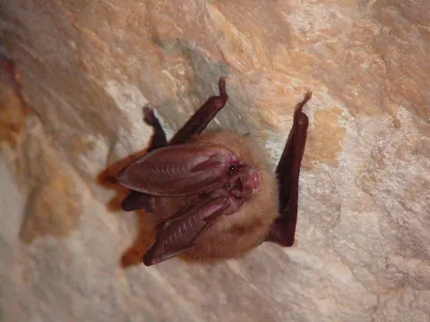 Townsend's big-eared bat hanging on a pale cave wall at Timpanogos Cave National Monument, its long ears curled back and its wings folded
