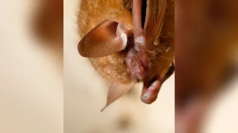 Close-up of a tricolored bat hanging with its wings folded