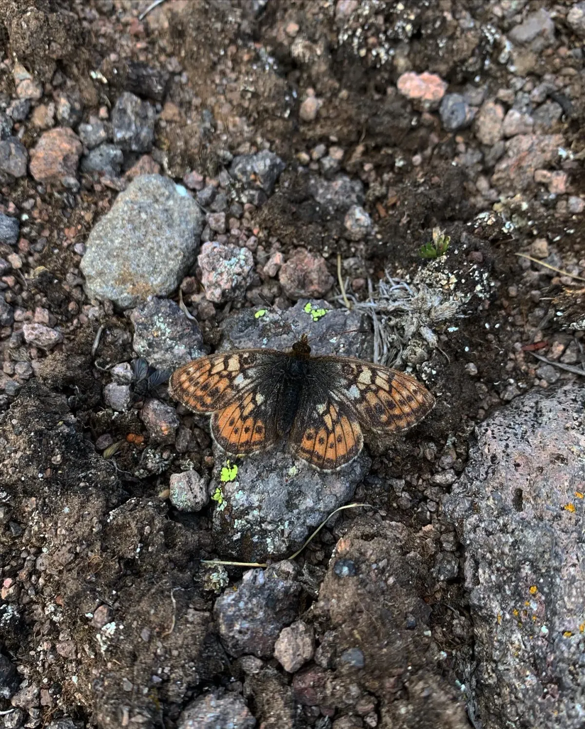 Uncompahgre fritillary butterfly resting with open wings on gray and reddish rock and bare soil, its orange wings marked with black spots and bars