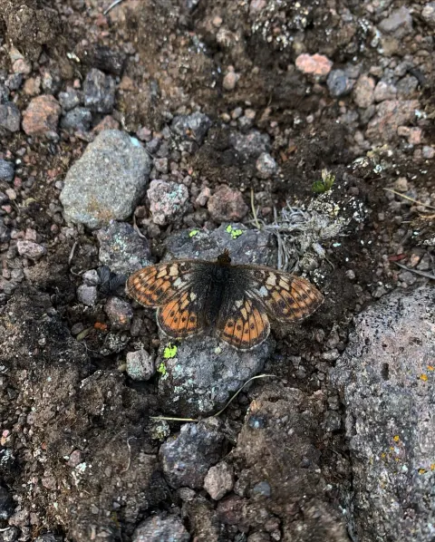 Uncompahgre fritillary butterfly resting with open wings on gray and reddish rock and bare soil, its orange wings marked with black spots and bars