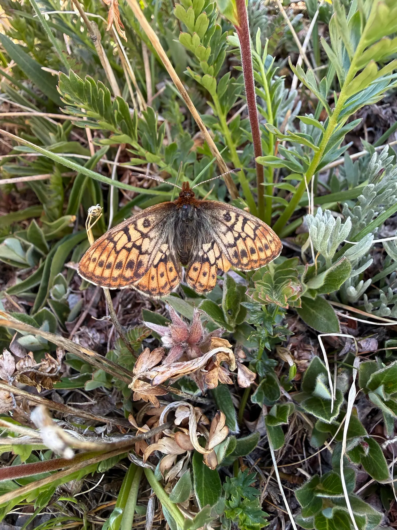 Uncompahgre fritillary butterfly on alpine tundra rocks above treeline, showing small dark orange-brown wings with black markings characteristic of this high-altitude Colorado endemic