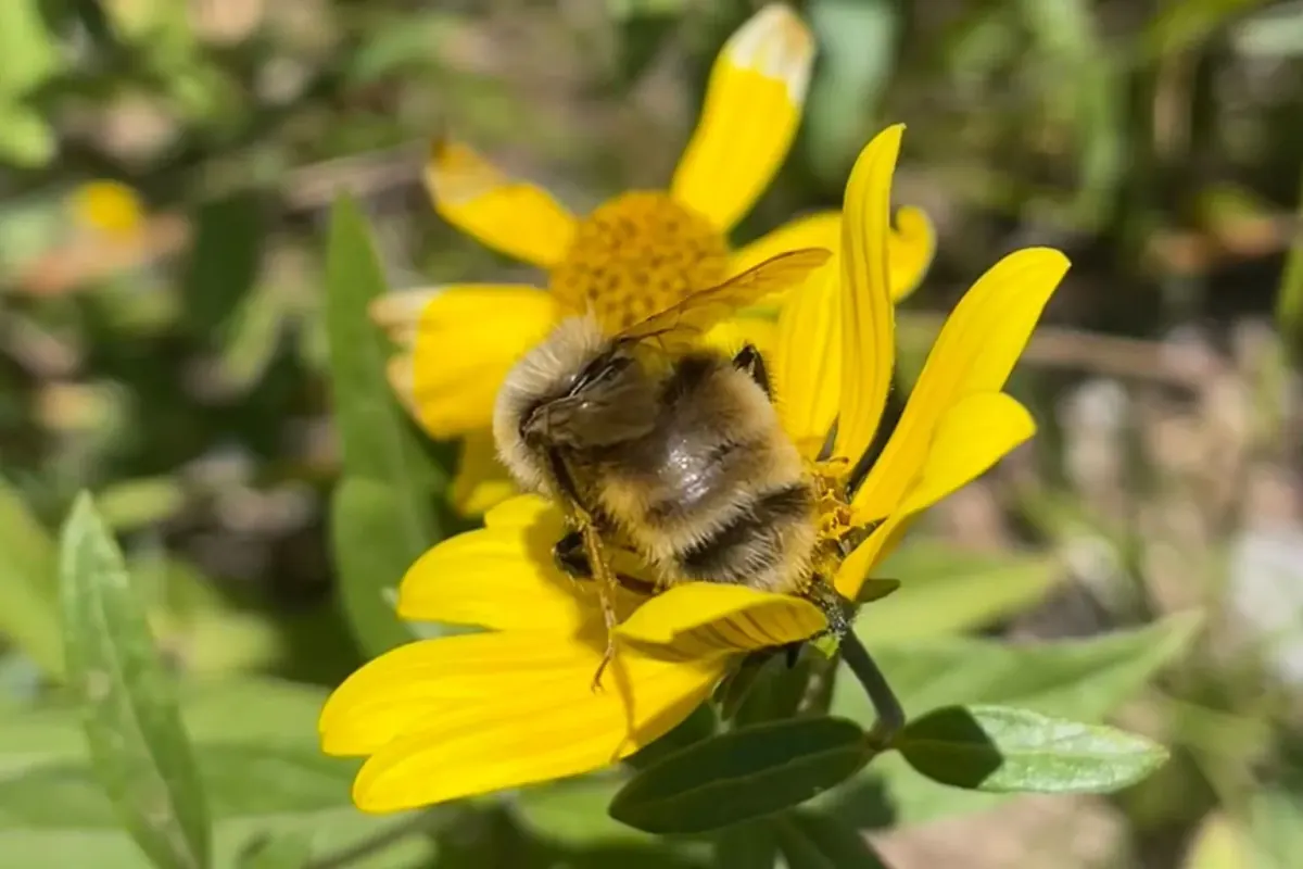 Western bumble bee on a yellow flower near Crested Butte, Colorado, its fuzzy body banded in black and yellow