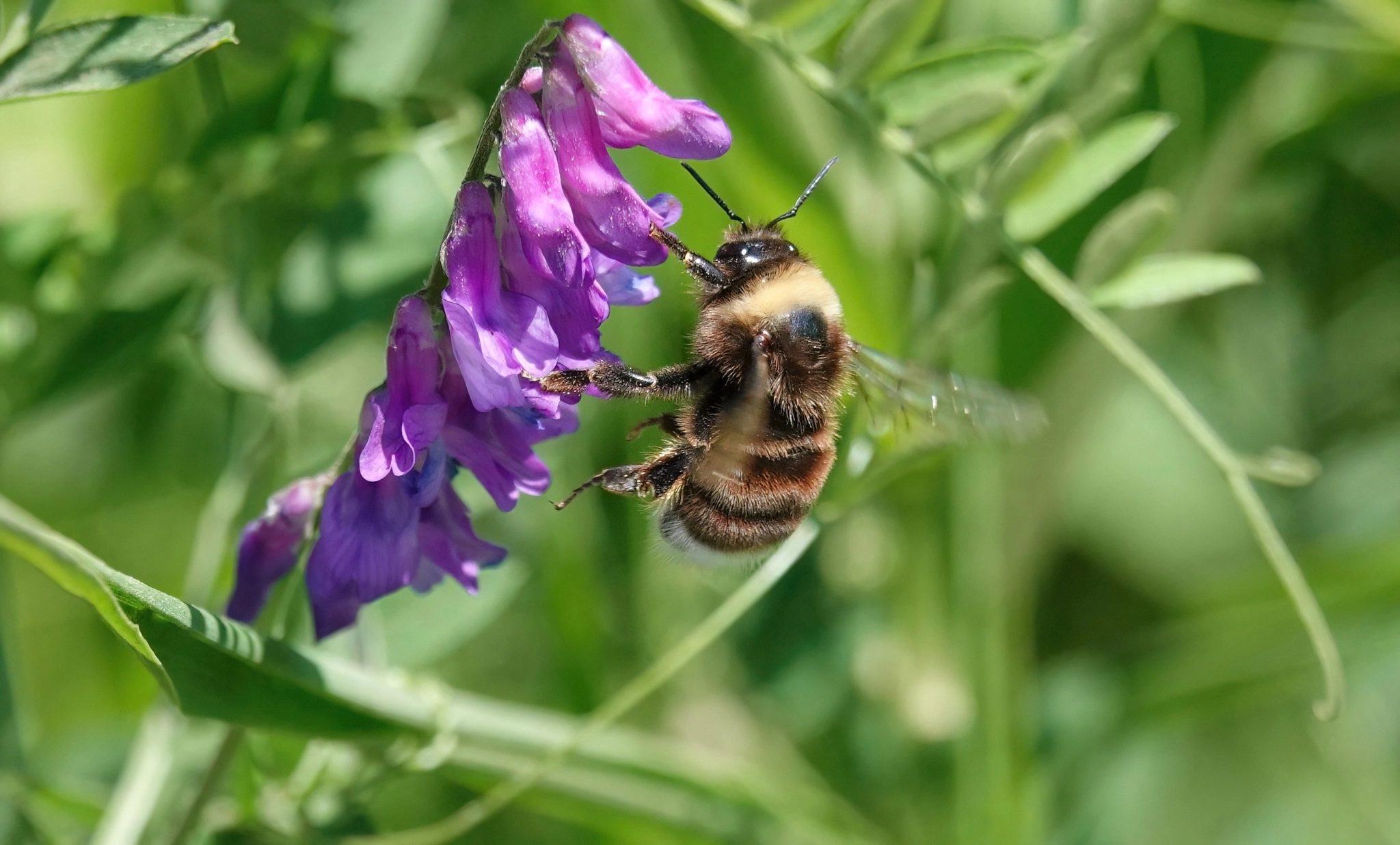 Western bumble bee clinging to a cluster of purple vetch flowers, showing the tan and black banded thorax and abdomen of this once-abundant Colorado bumble bee