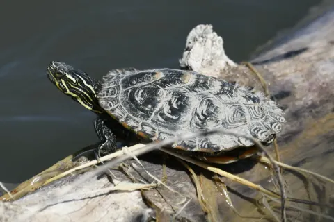 Western painted turtle basking on a log at the water's edge, yellow stripes on its head and neck and a dark, patterned shell