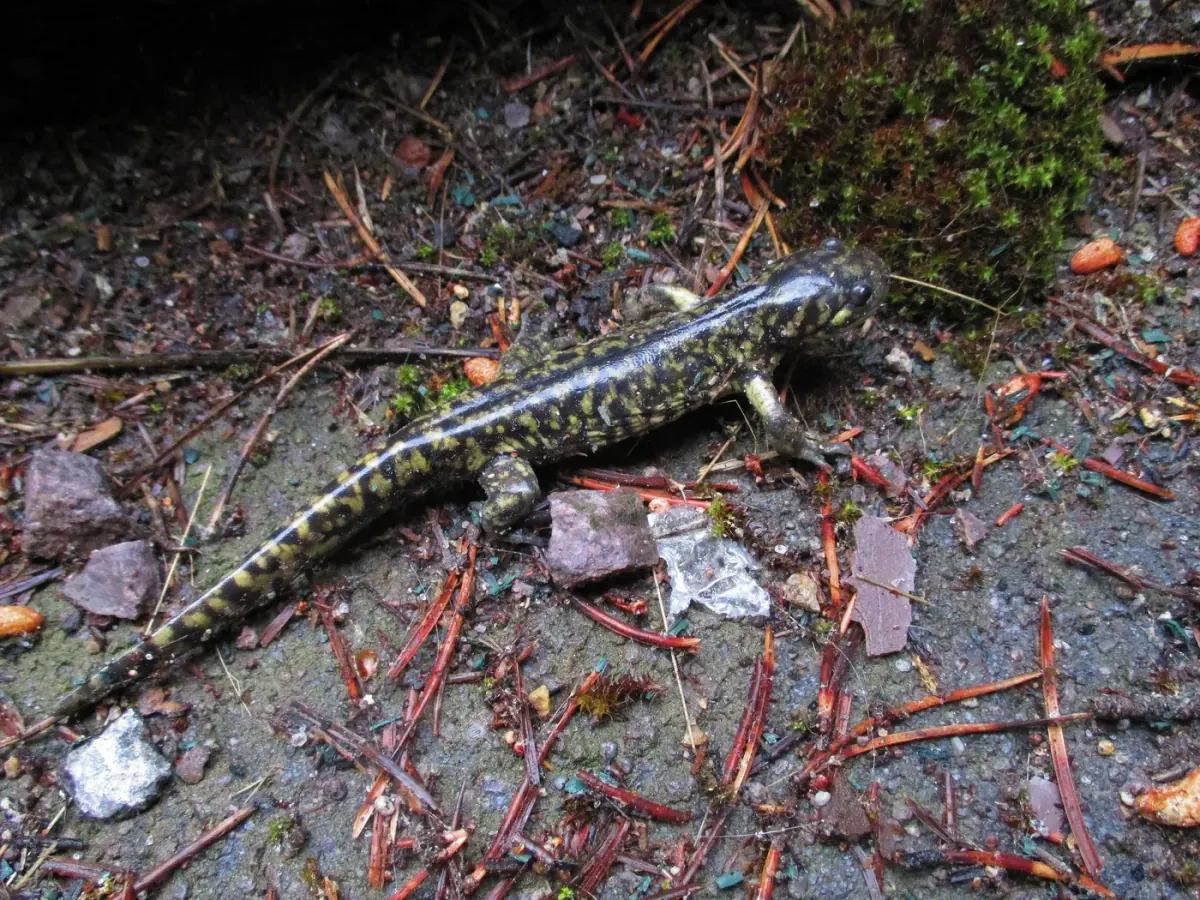 Tiger salamander on damp ground among pine needles in Yellowstone National Park, its dark body covered in yellow-green spots