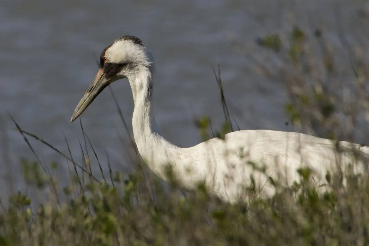 Whooping crane among marsh plants at Aransas National Wildlife Refuge, its long neck curved down and its red crown and dark facial markings in view
