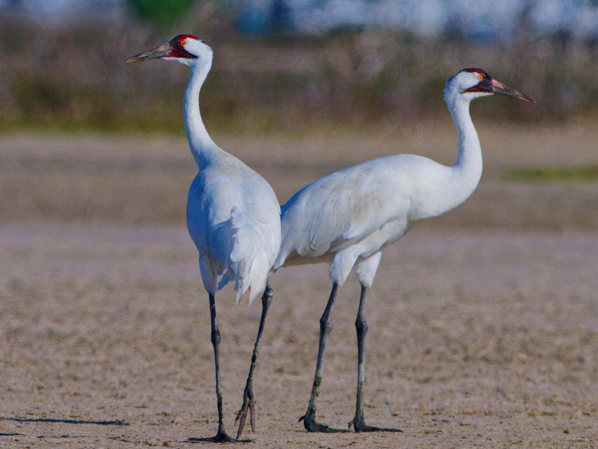 Whooping crane standing in shallow wetland, showing brilliant white plumage, red crown, black wingtips and facial markings, against a marsh background