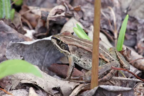 Brown wood frog with a dark mask behind its eye and a pale stripe along its upper lip, sitting in leaf litter on a forest floor