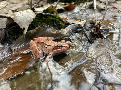 Tan wood frog with a dark mask behind its eye and a pale stripe along its upper lip, sitting on wet leaves at the edge of a woodland pool