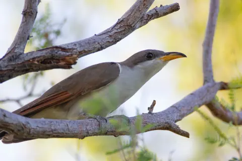 Western yellow-billed cuckoo perched on a bare branch, showing brown upperparts, white underparts, a yellow lower bill and rufous wing feathers