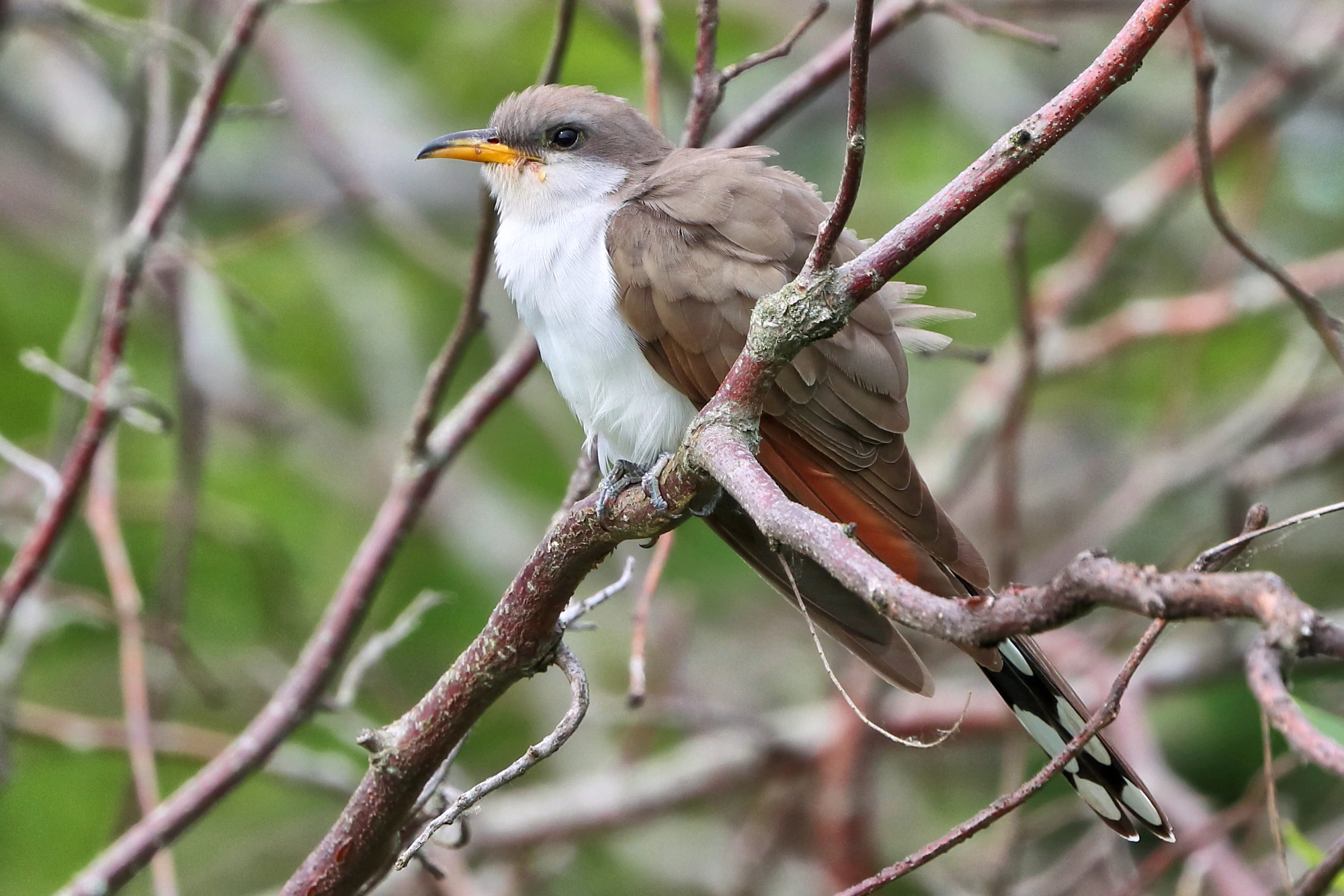 Yellow-billed cuckoo perched in riparian cottonwood, showing brown upperparts, white underparts, large yellow bill, and rufous wing patches